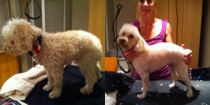 Bubba-Before-After-8-20-2013 - posh pooches dog grooming