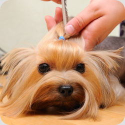 Dog Grooming