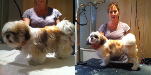 Sedgely-Before-After-8-14-2013 - toronto dog grooming